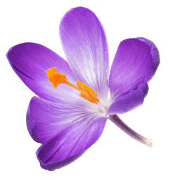 schwebende Safranblüte