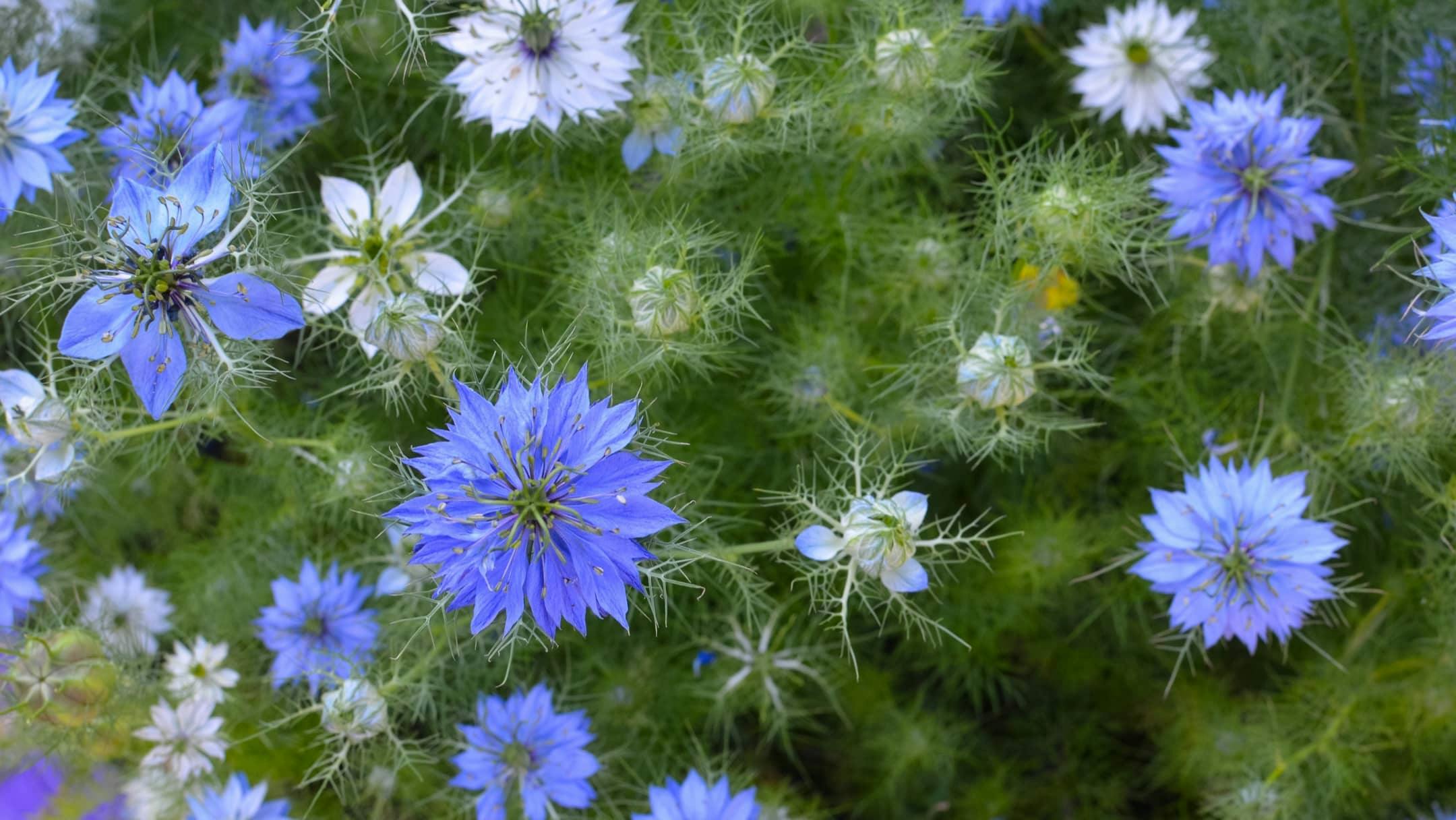 Schwarzkümmelblüte